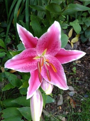 57366719_2210623295694121_6165573927348207616_n